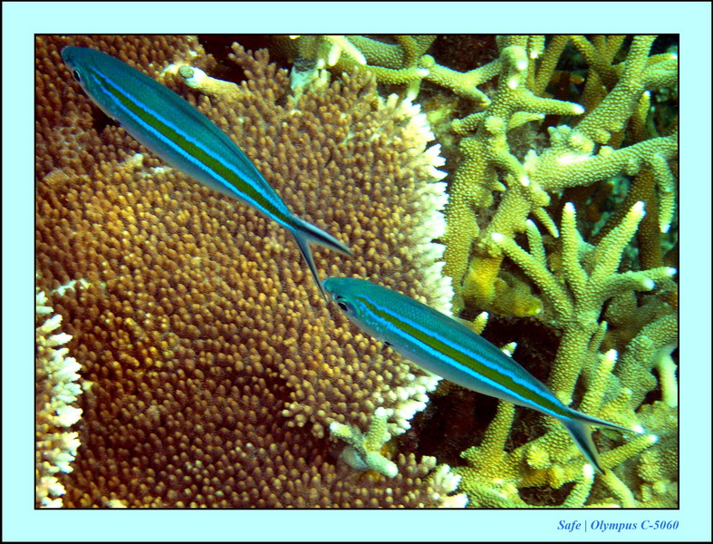 2005 - 08 - Perhentian  - 225.JPG